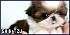 Shih Tzu | 