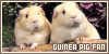 guinea pigs | 