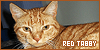 Cats: Red/Orange Tabby | 