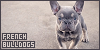 French Bulldog | 