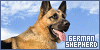 German Shepards | 