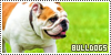 Bulldogs | 