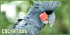 cockatoos