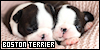 Boston Terriers