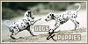 Dogs and Puppies